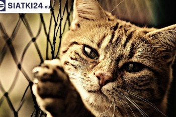Siatki Czerwionka-Leszczyny - Siatki na balkony - zabezpieczenie dzieci i zwierząt dla terenów Czerwionka-Leszczyny